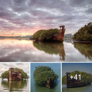 Reviving Nature El Barco Ss Ayrfield Abandonado Se Transforma En Un Fascinante Bosque Flotante