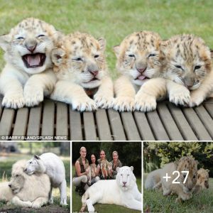 Un León Blanco Y Un Tigre Blanco Tuvieron Bebés Juntos, Y Son Las Cosas Más Adorables De La Tierra.