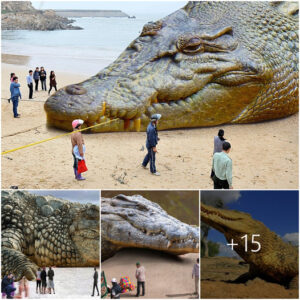 Monstruo Gigante Algunos Turistas Se Alarman Mucho Cuando Descubren Una Extraña Criatura Como Un Cocodrilo Gigante Varado En La Playa (video).