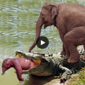 Courageous Mother Elephants Struggle Against A Crocodile To Rescue Her Swallowed Infant.jpeg