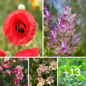 12 Forgotten Cut Flowers That Once Beautified Our Gardens Topaz Enhance