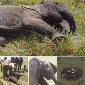 Elephant Rescues In The Mara Tales Of Hope And Healing