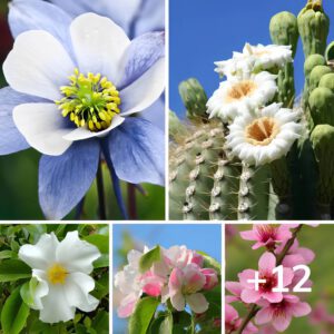 Florezca En Cualquier Lugar Con Estas 12 Flores Estatales Topaz Enhance