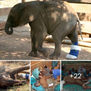 Heartwarming Moment Baby Elephant Takes First Steps With Special Boot, Bringing Teаrѕ To Reѕсue Team
