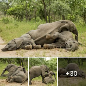 Laugh Out Loud Scenes Of Tipsy Elephants Meandering Through South African Park After Gorging On Fermented Marula Fruit ‎