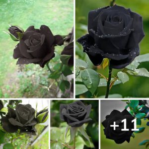 Rosa Negra La Rareza Incomparable En El Reino Floral Topaz Enhance