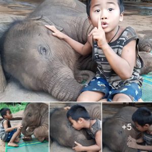 The Young Protector A Boy's Quest To Safeguard The Peaceful Slumber Of A Baby Elephant ‎