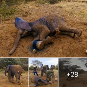 Veterinarians Free Baby Elephant саuɡһt In рoасһeг’s Snare In Kenya ‎
