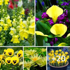 20 Tipos De Flores Amarillas Para Jardín Topaz Enhance