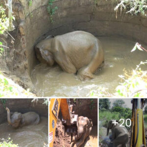 After Well гeѕсᴜe, Baby Elephant Ventures Into Forest Haven, Embracing New Beginnings