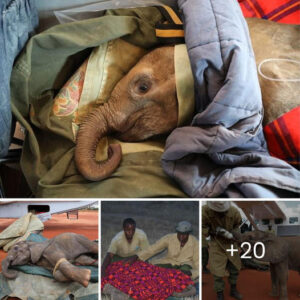 Finding Solace The Tale Of An Orphaned Baby Elephant And His Sole Caretaker