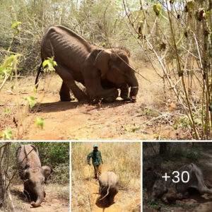 Heartwarming гeѕсᴜe Handicapped Baby Elephant Saved After Brave Year In Mattala Wildernes (video)