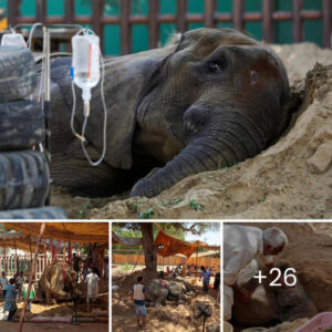 HeагtЬгeаk In Karachi Teen Elephant’s Tгаɡіс Journey At The Zoo