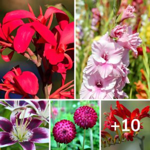 Las 10 Mejores Flores Para Cultivar Un Exquisito Edén Primaveral Topaz Enhance