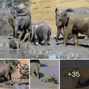 Nature’s Joy 100 Elephants Revel In Mud Bath Festival With 15 Playful Calves.