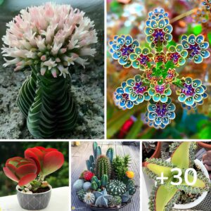 ¡hermosas Plantas Que Le Darán Vida A Tu Hogar! Topaz Enhance